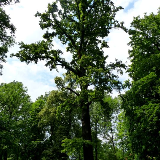 Dub v parku v Dolních Počernicích