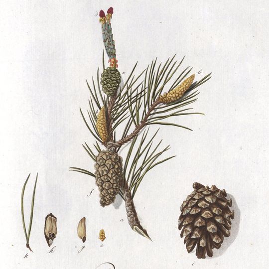 Mariamjvari Strict Nature Reserve