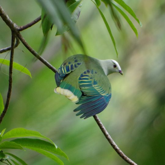 Motane Nature Reserve