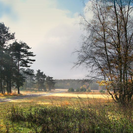 Senne