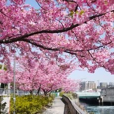 KAWADU Sakura cherry blossom