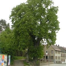 Lípa srdčitá u sv. Antonína