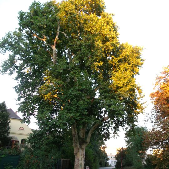 Naturdenkmal Platane-Ahornblättrige Platane '') Lieberoser Straße, Eingangsbereich Brunschwiegpark in Ströbitz