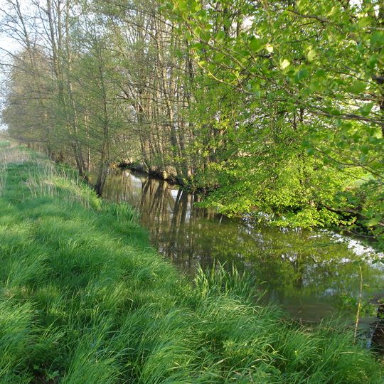 Weißer Schöps bei Hähnichen