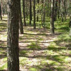 Spruce forest nature reserve