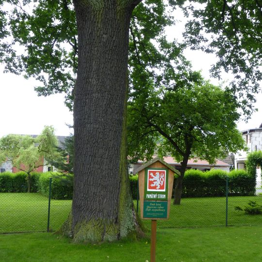 Dub v Albrechticích