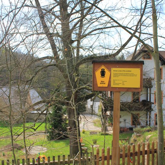 Winter-Linde in Göhren