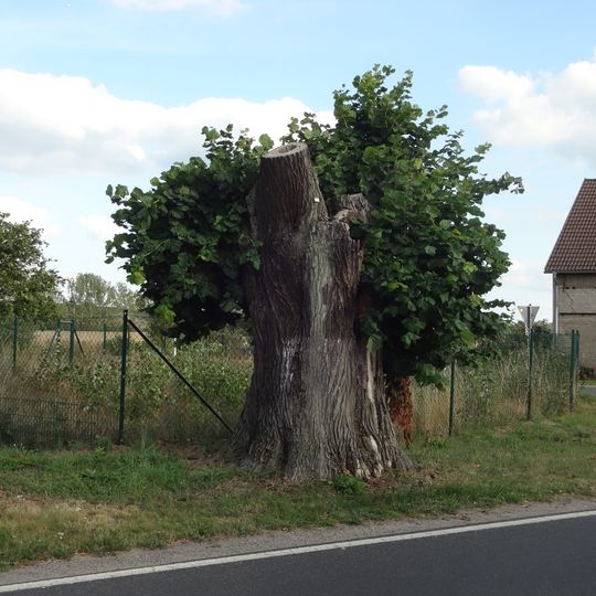 Naturdenkmal Linde Dorfausgang Richtung Görsdorf, am Straßenrand; Flur 1, Flurstück 291/1 in Zagelsdorf