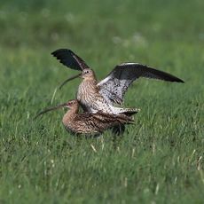 Wiesenbrütergebiete im Unteren Isartal