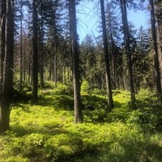 Ptasia Góra