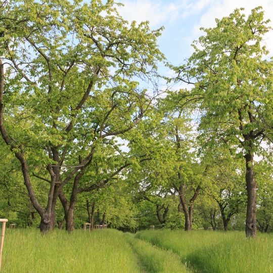 Sady starých krajových odrůd ovocných dřevin