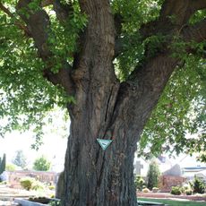 Maulbeerbaum am Friedhof Bürstadt