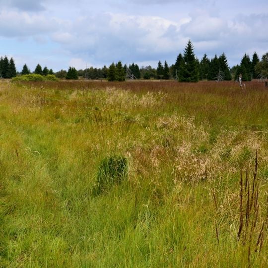 Grünwaldské vřesoviště