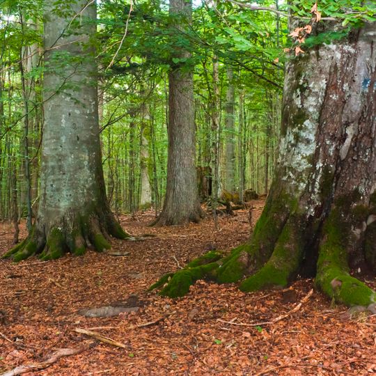 Nationalpark Bayerischer Wald