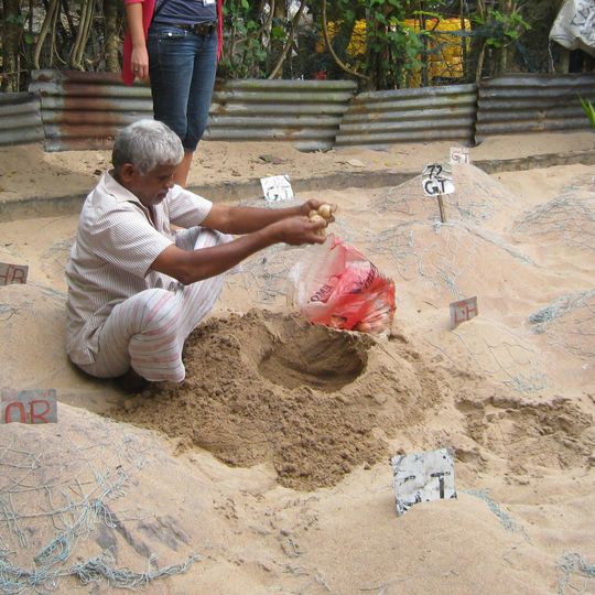Bentota