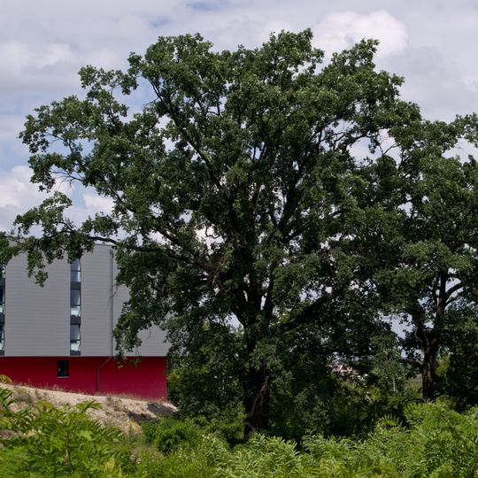 Stiel-Eiche Fürstenbrunner Weg 30