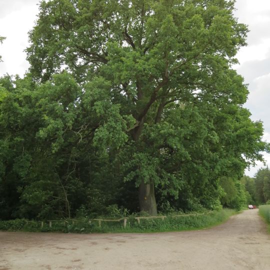 Naturdenkmal Stiel-Eiche westlich der B 2 in Höhe der 2 einzelstehenden Häuser, ca. 700 m südlich Rüdnitz in Rüdnitz