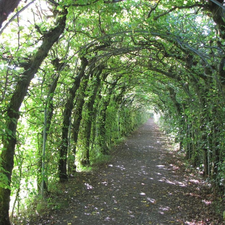Baumtunnel von Haut-Maret