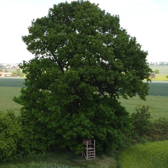 Kriegereiche in Kummer