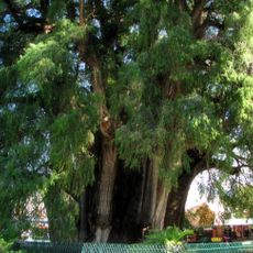 Árbol del Tule