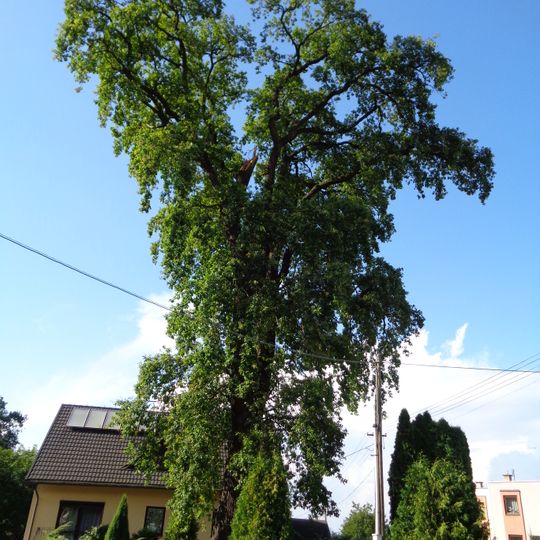 Dub v Oldřichovicích