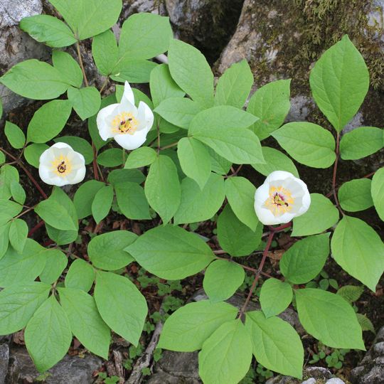 Jardín de peonías de Tsukuba