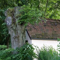 2 Linden im Gewann Drillberg