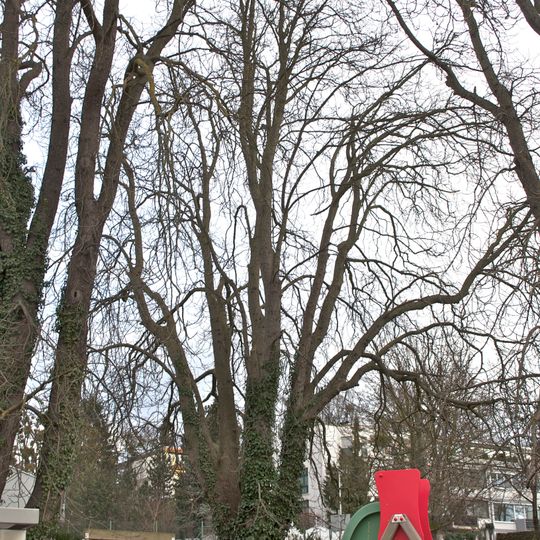 Drei Kastanienbäume in Waldegg