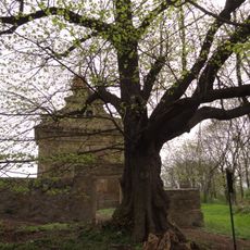 Lípa u kaple v Sinutci