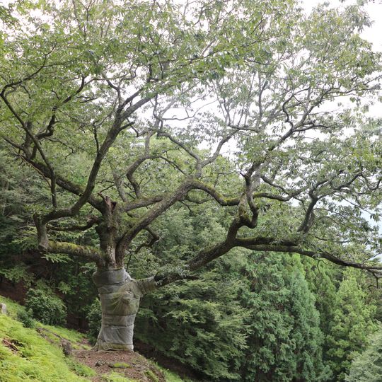口大屋の大アベマキ