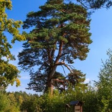 Hradčanská borovice