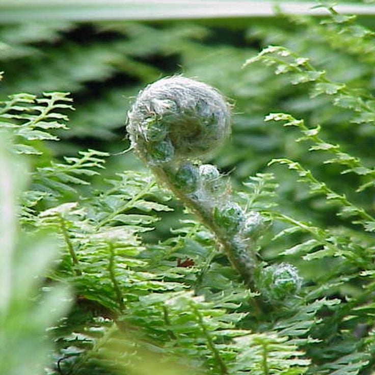 Zahamena National Park