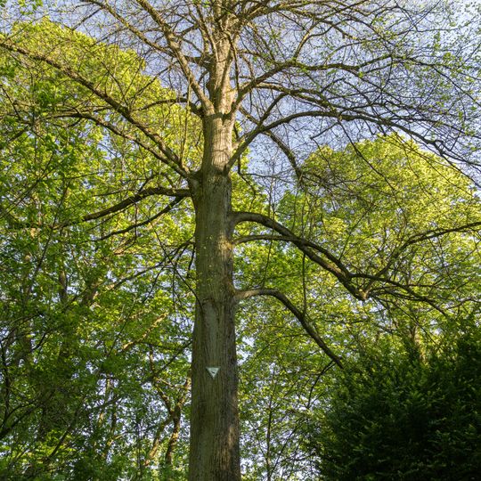 Winterlinde am Schloss Schönberg