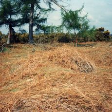 Collin's Grave: a bowl barrow on Burley Moor