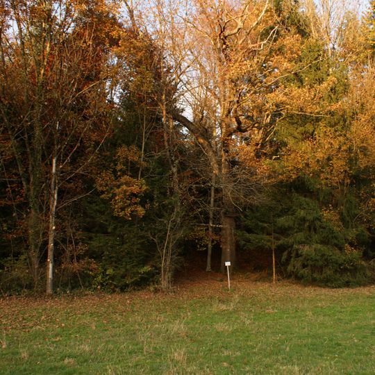Monument naturel Chêne pédonculé