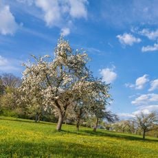 Neckartal zwischen Bad Wimpfen und Gundelsheim
