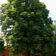 Ogród klasztorny reformatów