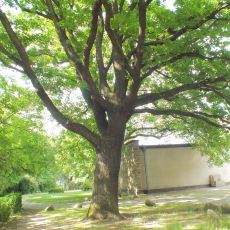 Naturdenkmal Trauben-Eiche Friedhof Lilienthalstraße