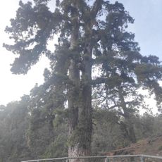 Pino de las dos Pernadas