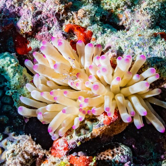 Parc national marin des Abrolhos