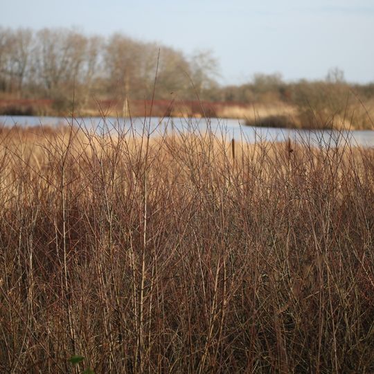 Ahrenviölfelder Westermoor
