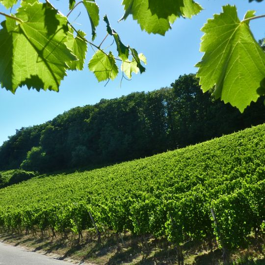 Waldrand am Zeilberg