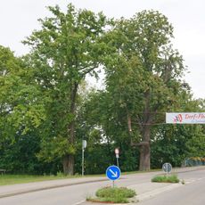 1 Eiche, 1 Roßkastanie