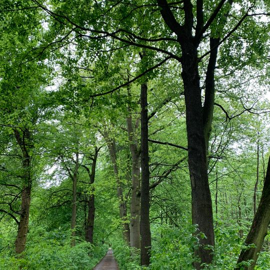 Habitatbäume am Remser Dammweg
