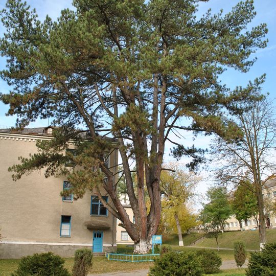 Pinus nigra in Strusiv