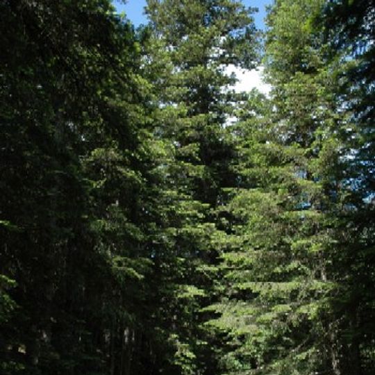 Avet del Pla de la Selva