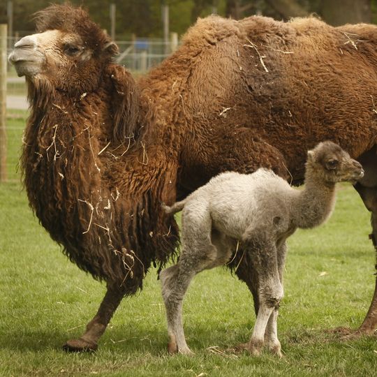 Blair Drummond Safari and Adventure Park