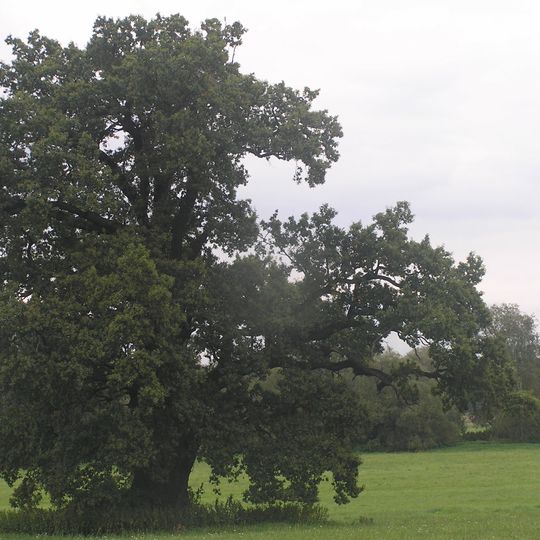 Dub letní - Dolní Újezd, Postolov