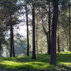 HaMeginim wood