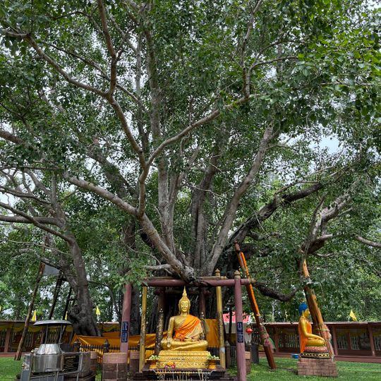 Wat Ton Pho Si Maha Pho